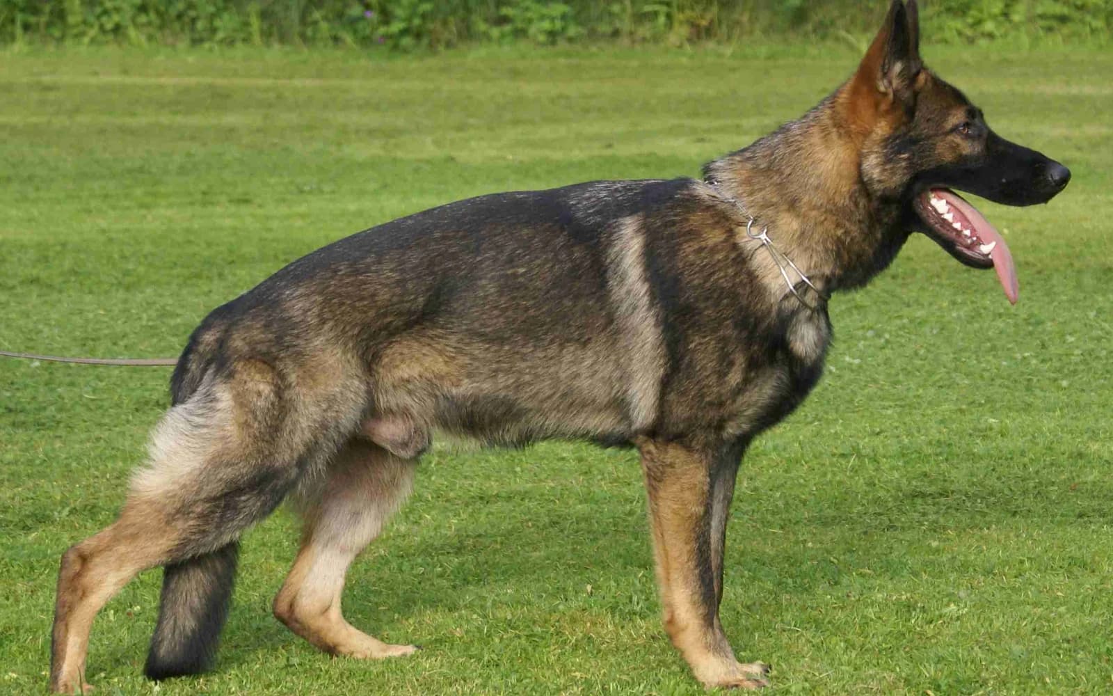 Köpek