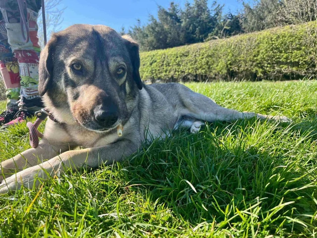 Sadık Dostumuza Ömürlük Yuva Arıyoruz, Diğer Köpek, Mudanya / Bursa