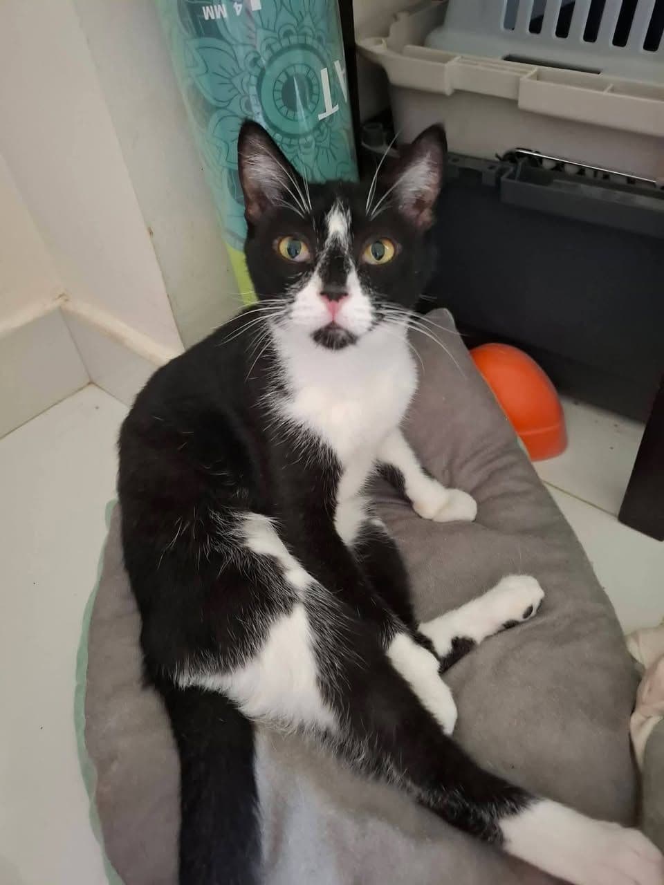 Bu Tatlı Smokinliye Kucak Açmak İster Misiniz? ✨, Smokin Kedi, Çameli / Denizli