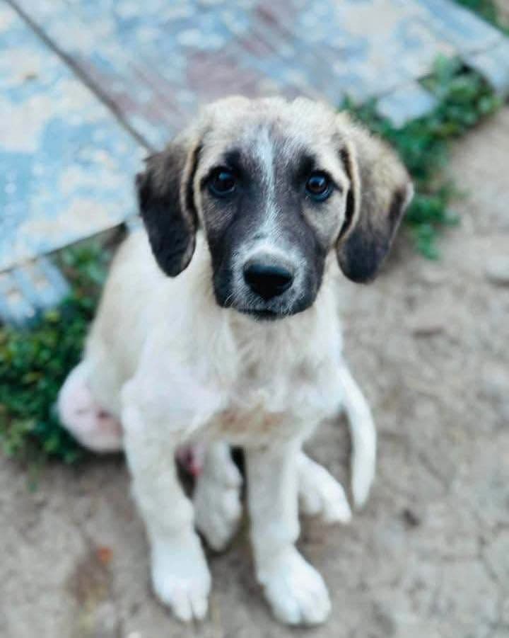 Bu Masum Yavruya Acilen Yuva Lazım, Kangal Köpek, Eskil / Aksaray
