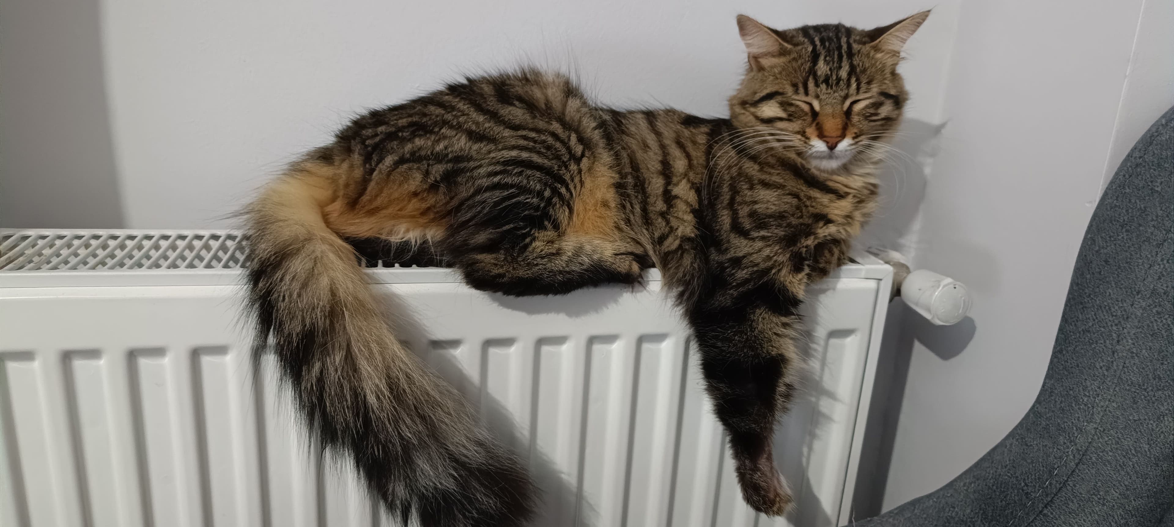Bir Mucizeye Yuva Olmak İster misiniz?, Tekir Kedi, Tuzla / İstanbul