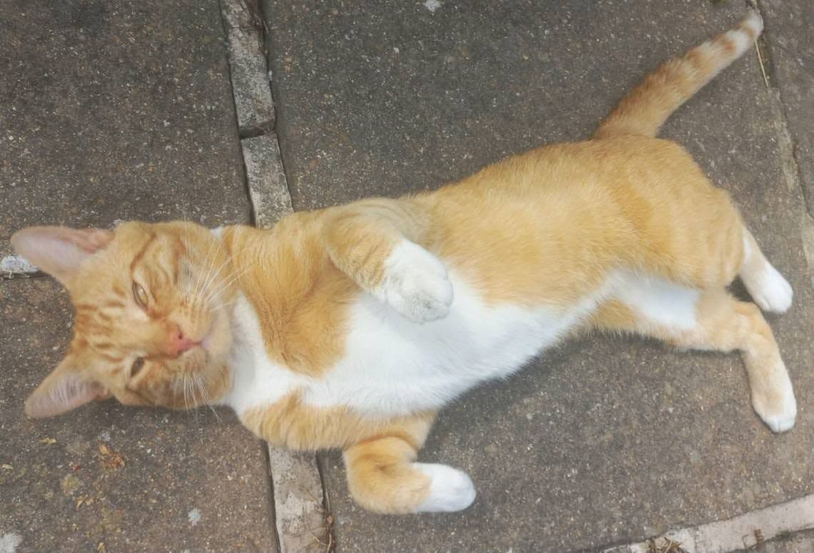 Bu Keyif Düşkünü Sarı Paşaya Sıcak Bir Yuva Arıyoruz!, Sarman Kedi, Karlıova / Bingöl