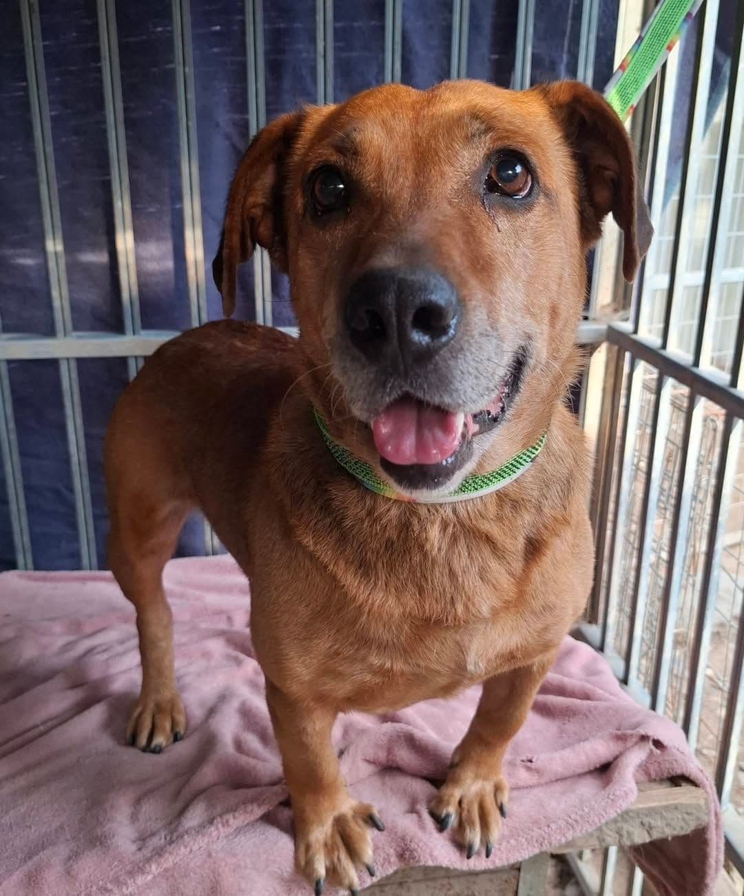ACİL: Sosis Melezi Dostumuz İçin Vakit Tükeniyor, Dachshund Köpek, Ayaş / Ankara
