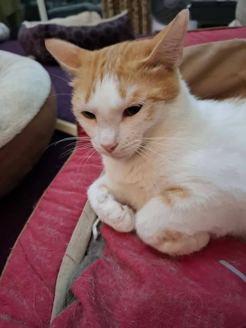 Bu Masum Bakışları Yarı Yolda Bırakmayalım! Acil Yuva, Tekir Kedi, Beylikdüzü / İstanbul