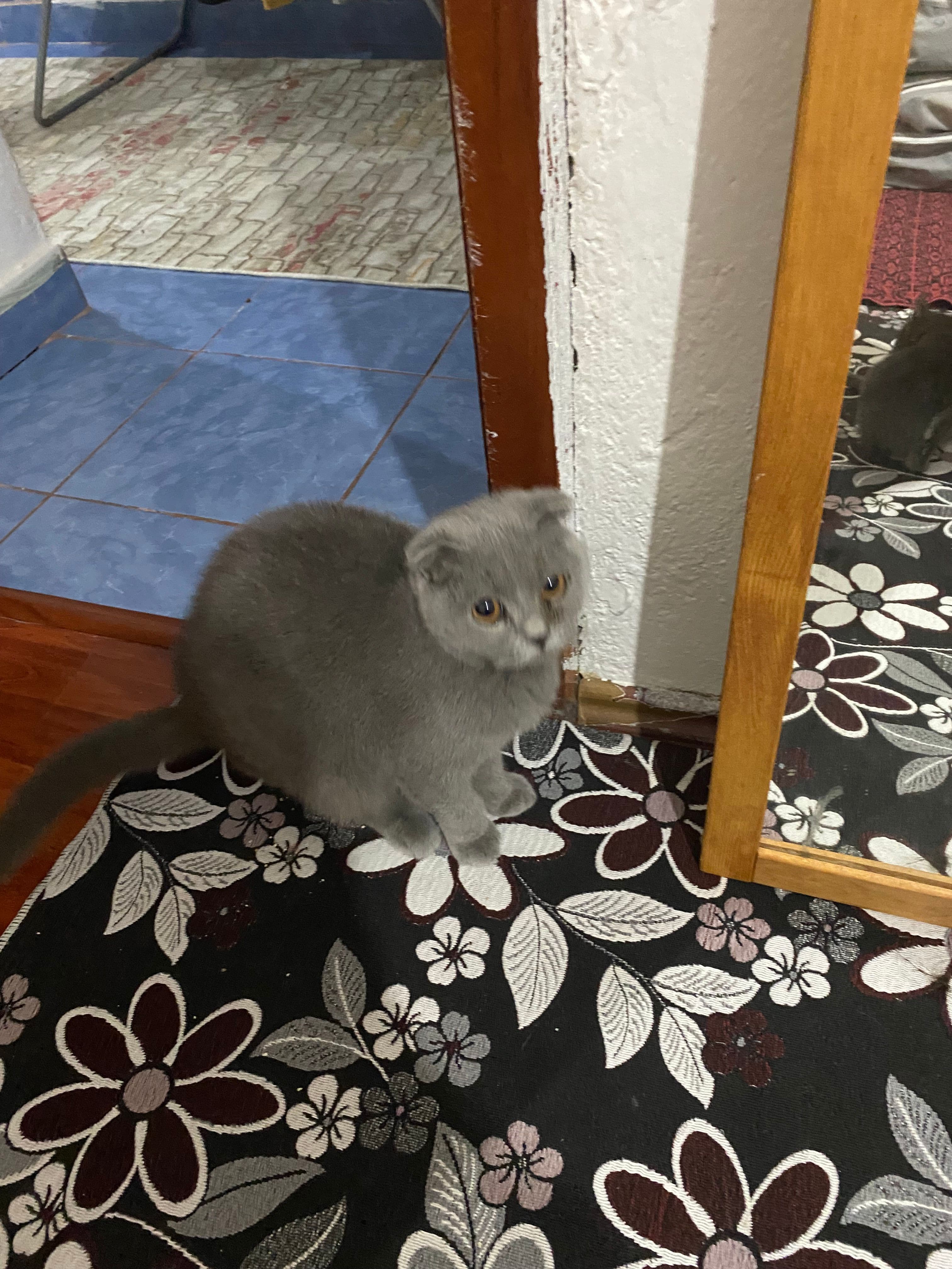 Sahiplendirme, Scottish Fold Kedi, Mamak / Ankara