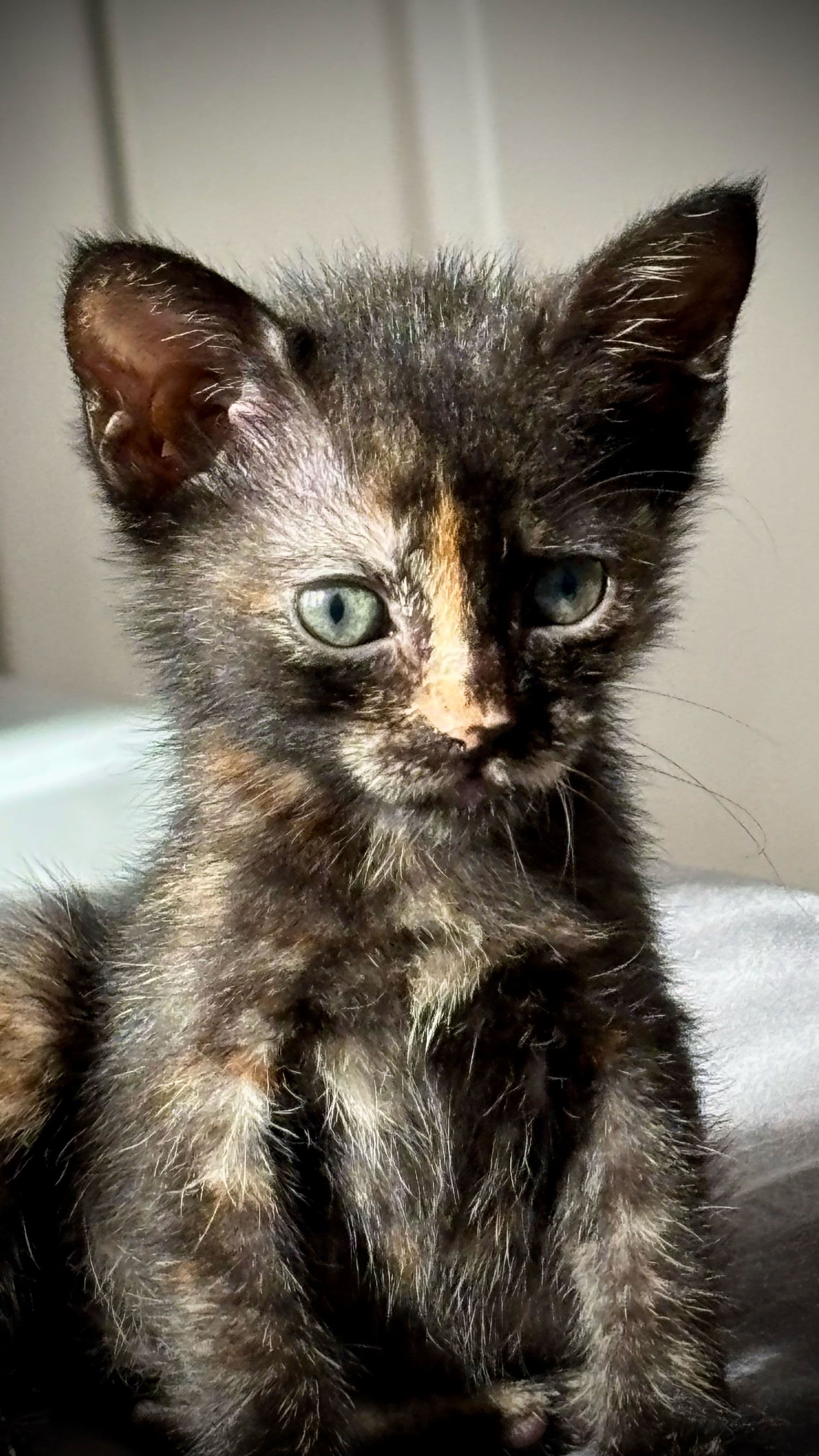 Acil Yuva Arıyoruz, Tekir Kedi, Esenler / İstanbul