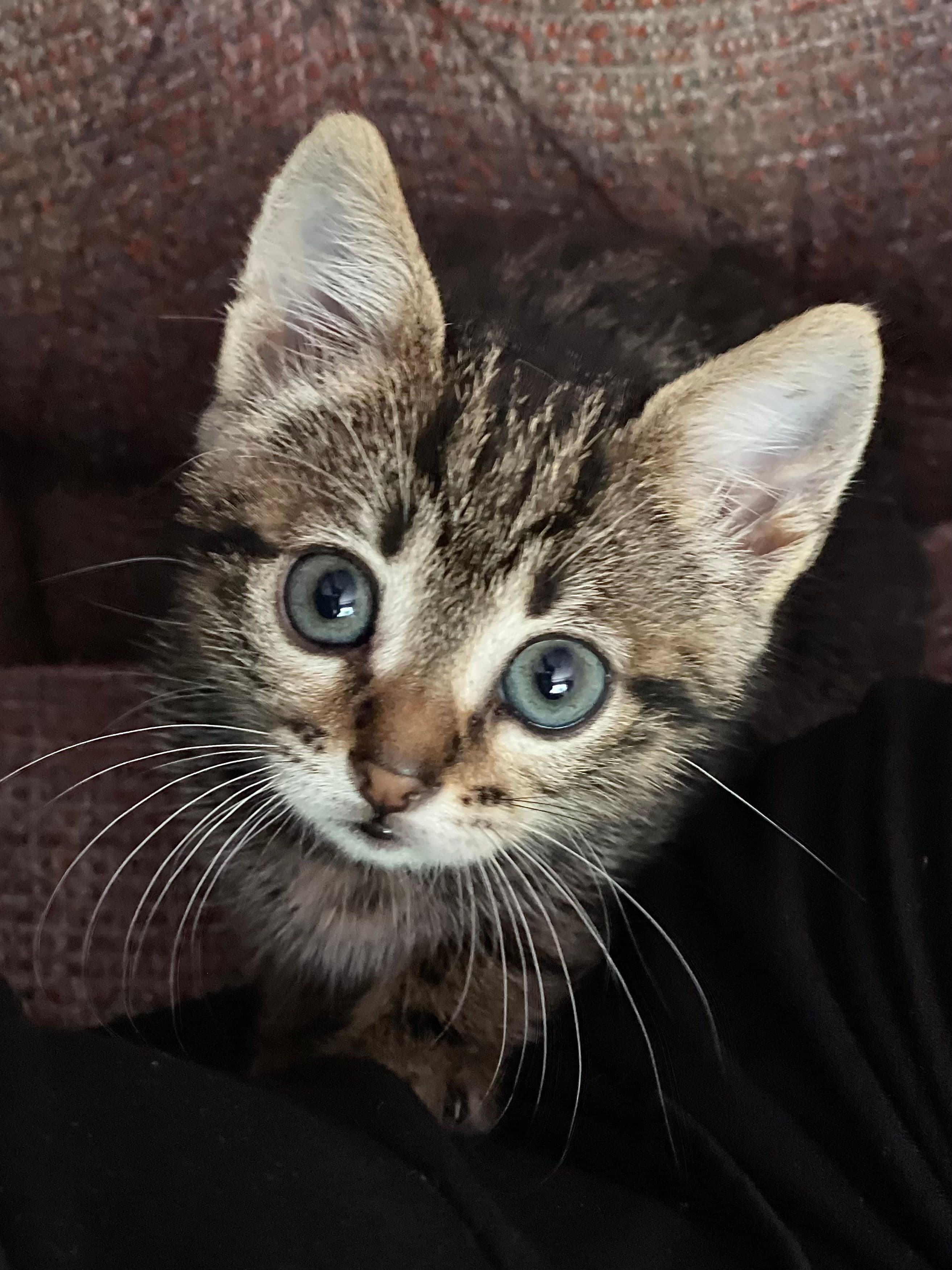 Yavru tekir, Tekir Kedi, Başakşehir / İstanbul
