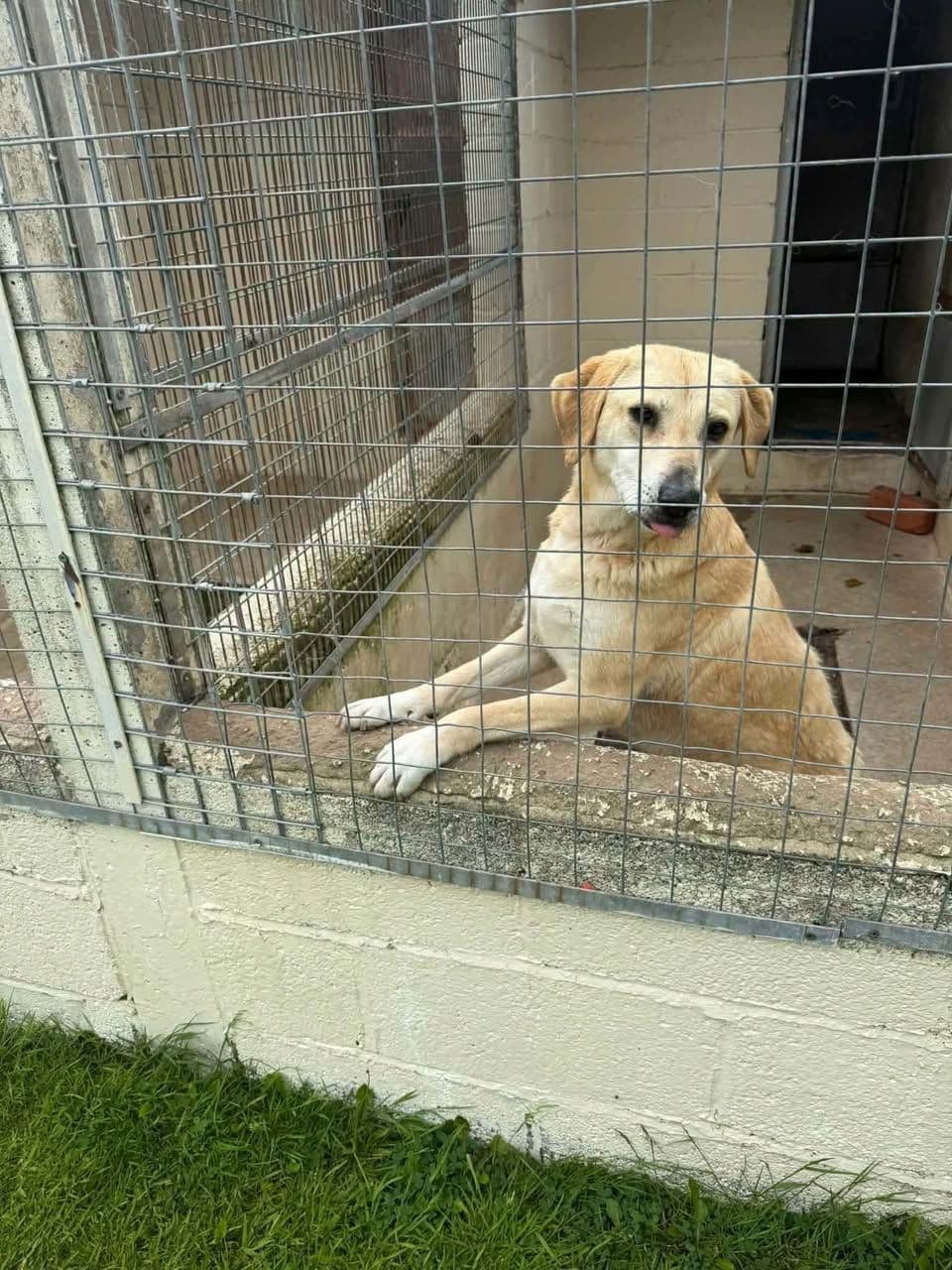 Sarı Kızımıza Acil Yuva Arıyoruz, Labrador Retriever Köpek, Bigadiç / Balıkesir