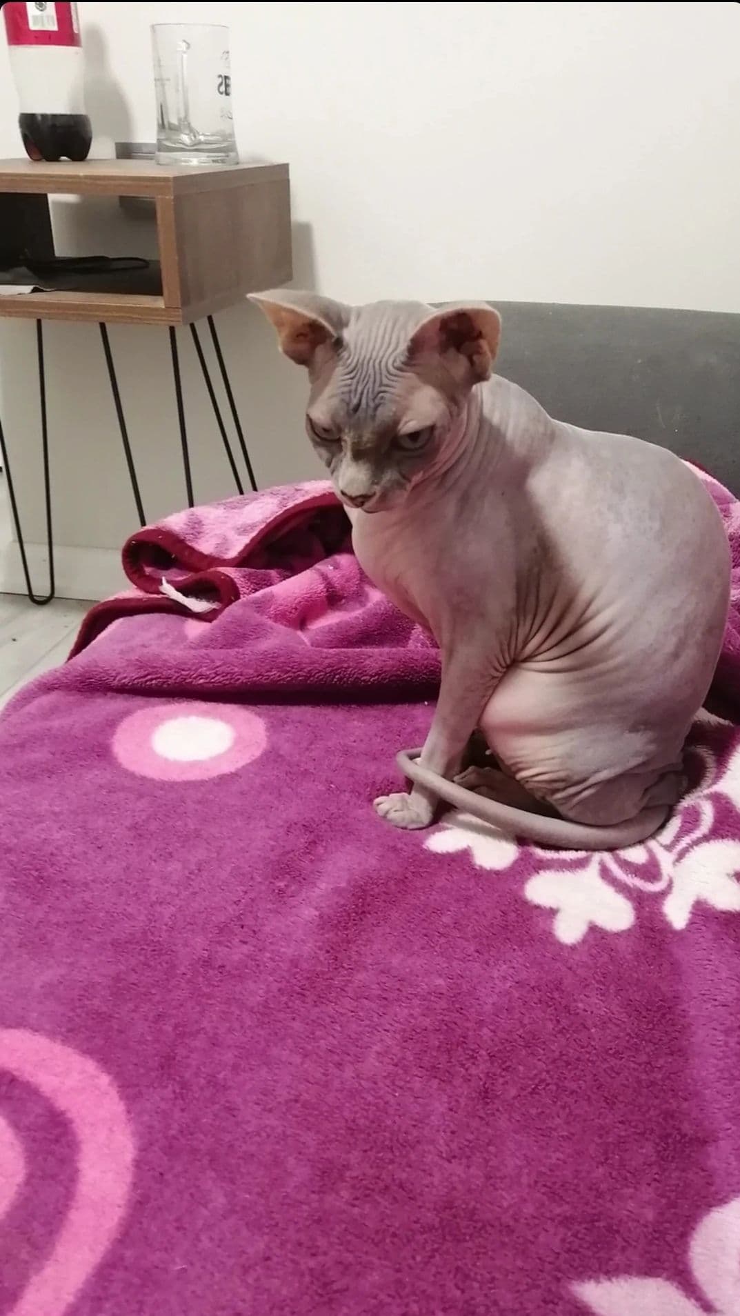 Tisa 4 yaşında, Sfenks Kedi, Yenimahalle / Ankara