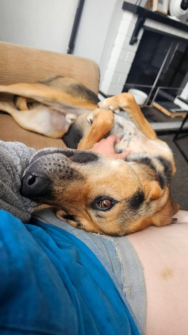 Oyuncu ve Uysal Alman Kurdu Melezi Dostumuz Sahiplendirilecektir, Alman Çoban (Alman Kurdu) Köpek, Merkez / Karaman