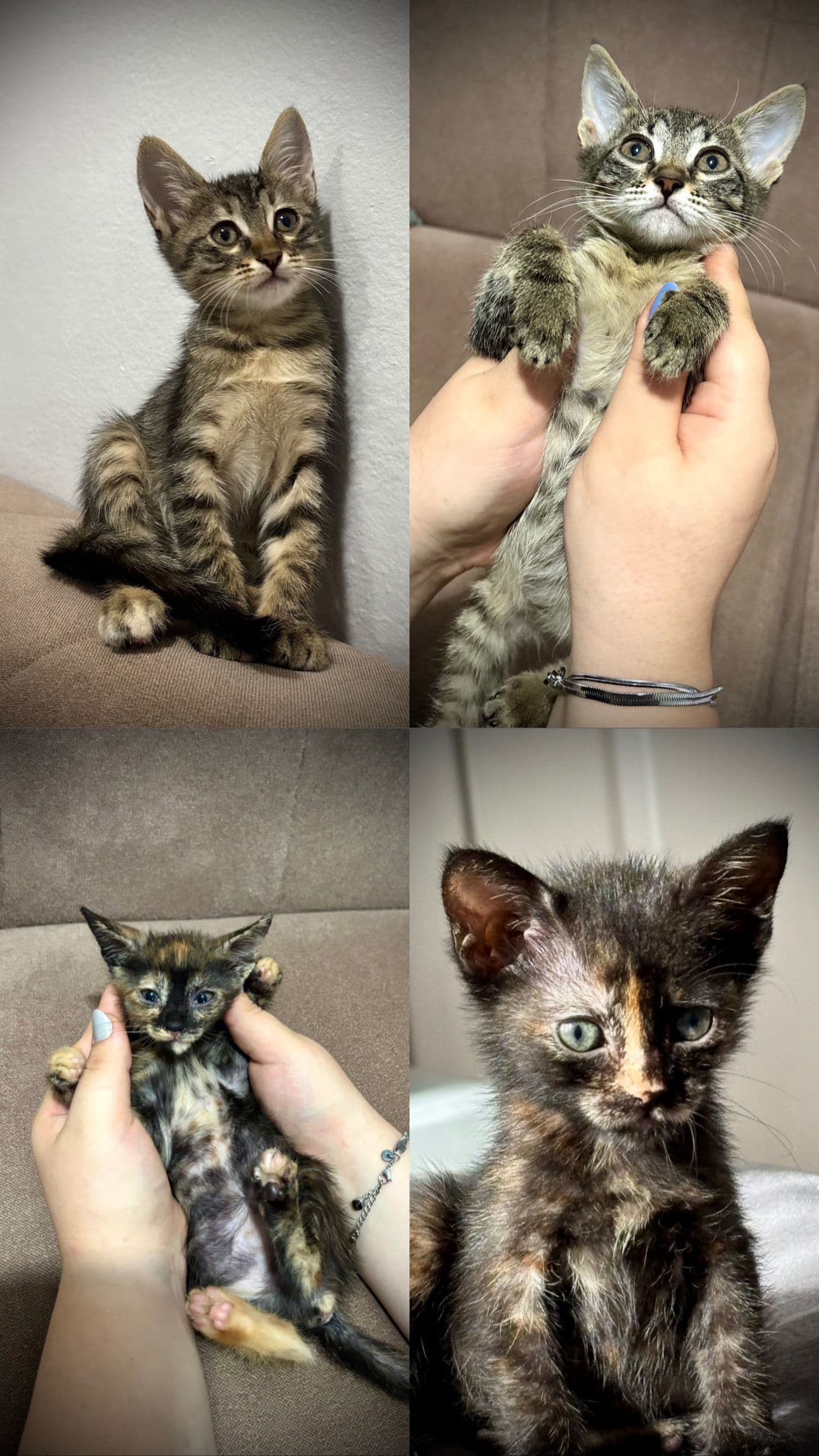 Acil 4 Adet Kızımıza Yuva Arıyoruz, Tekir Kedi, Esenler / İstanbul