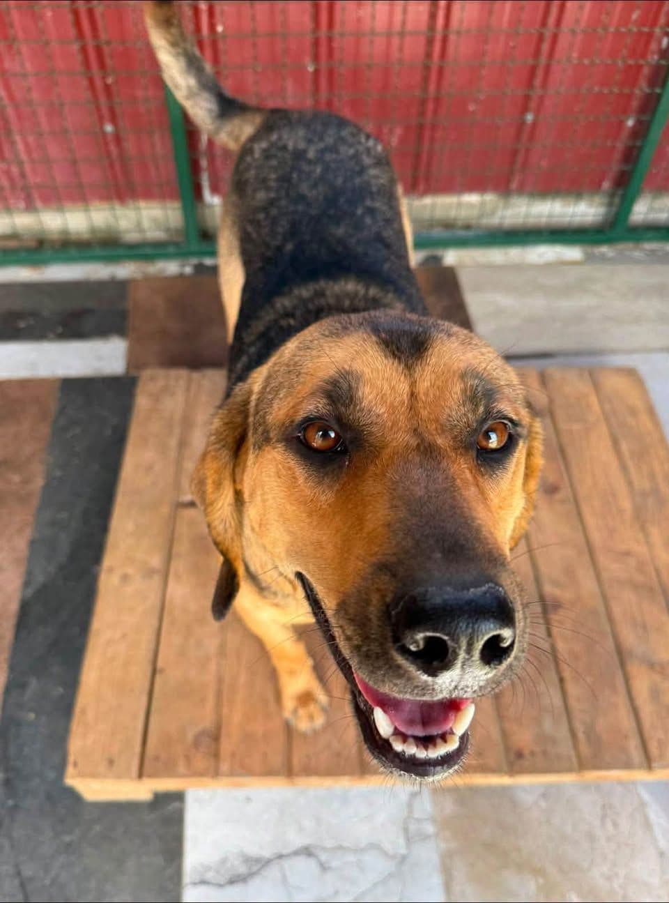 Bu Güzel Kızımıza Ömürlük Yuva!, Alman Çoban (Alman Kurdu) Köpek, Arnavutköy / İstanbul