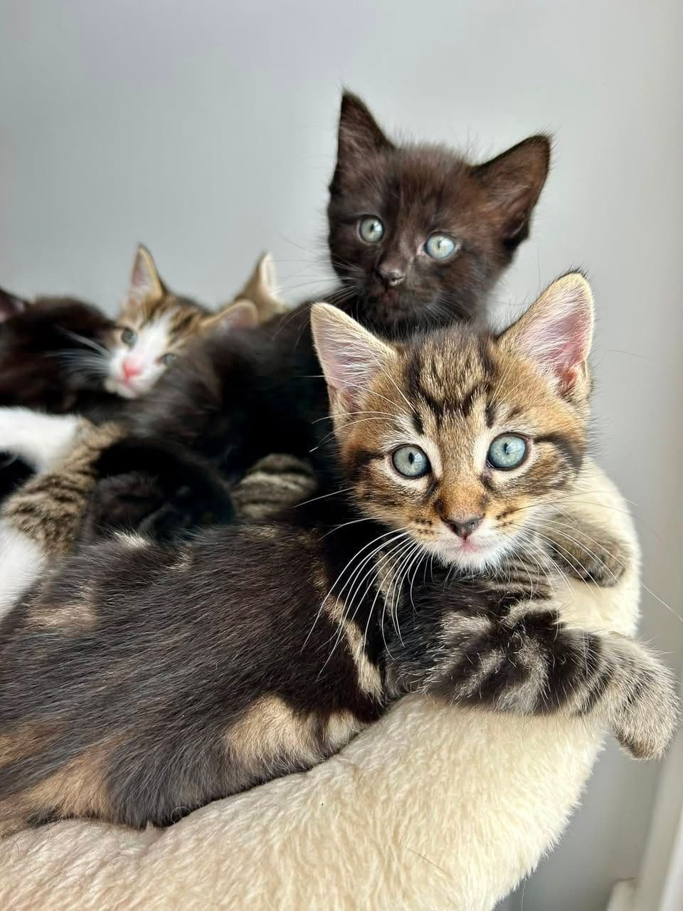Evimizin Yeni Neşesi: Bu Üç Kafadar Sizi Bekliyor!, Karışık / Melez Kedi, Güngören / İstanbul