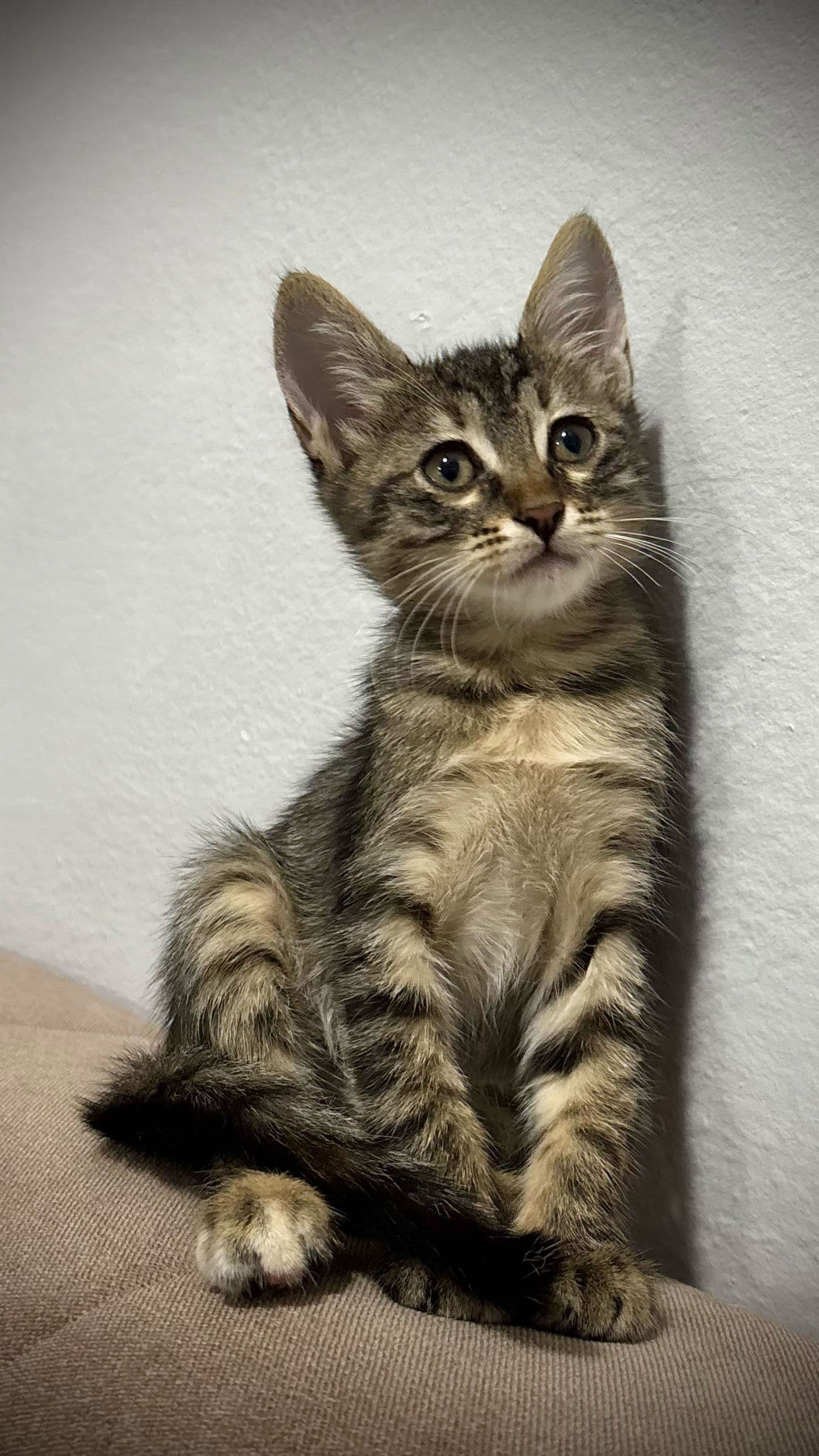 Acil Yuva Arıyoruz, Tekir Kedi, Esenler / İstanbul