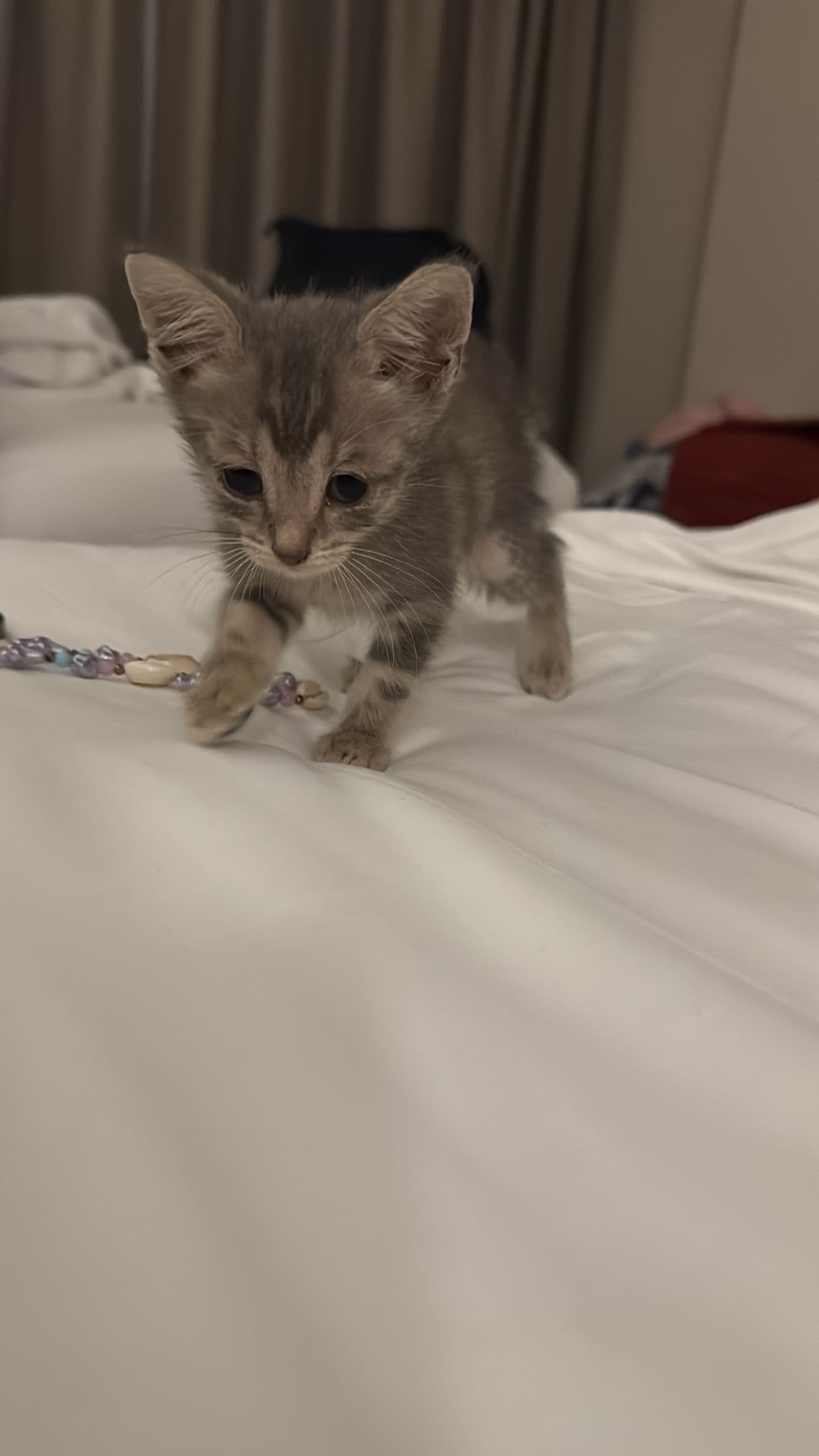 Hemen, Bilinmiyor Kedi, Alanya / Antalya