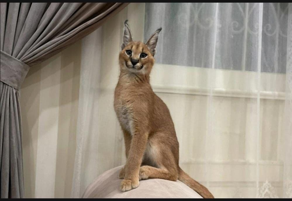 Sevimli karakal yavruları mevcuttur., Bengal Kedi, Adalar / İstanbul