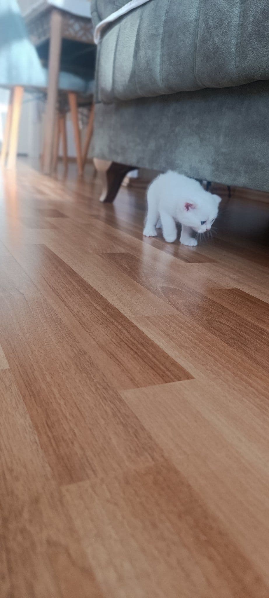 British Shorthair, British Shorthair Kedi, Üsküdar / İstanbul