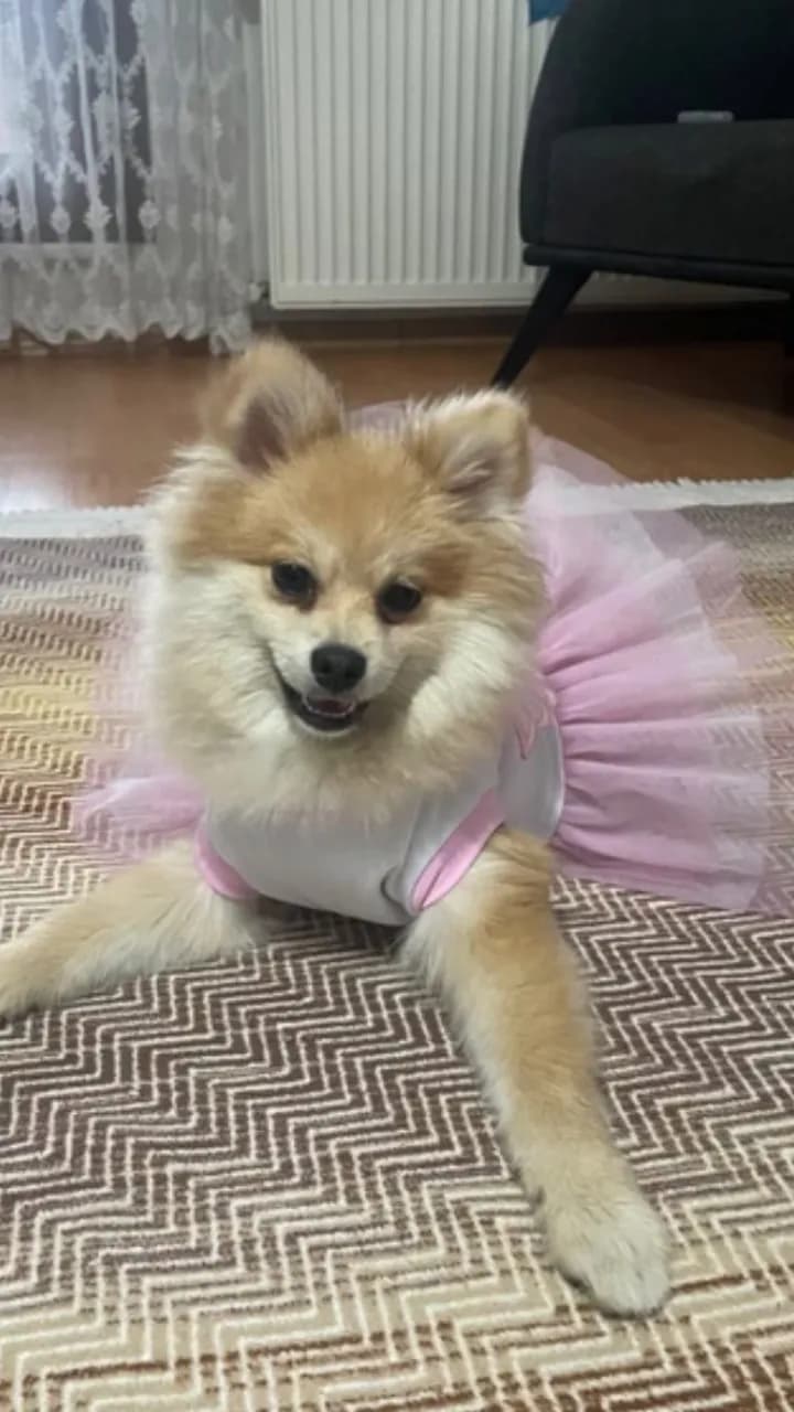 Pomerian, Pomeranian Köpek, Avcılar / İstanbul