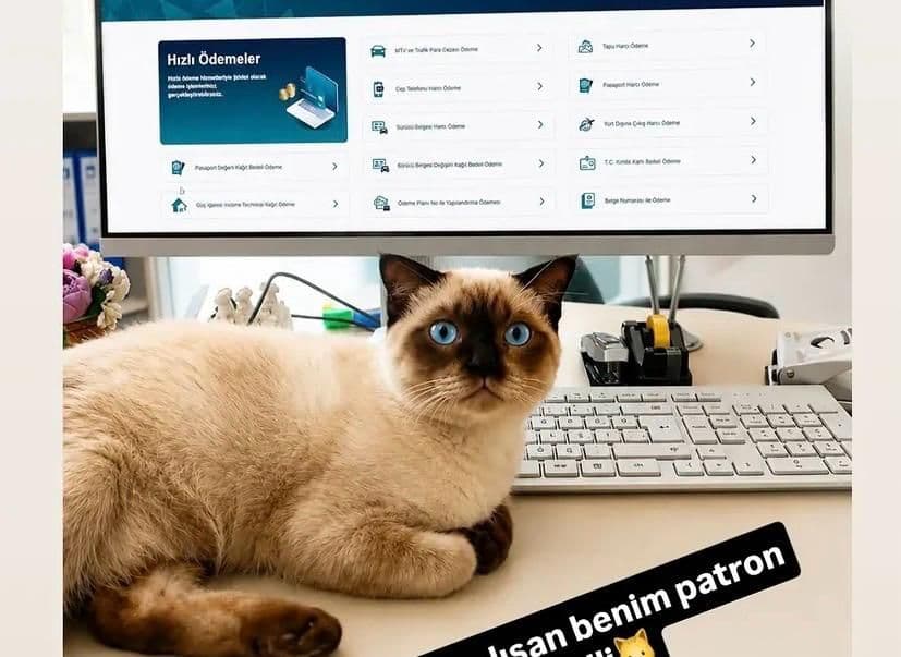 Ücretsiz sahiplendirme, Siyam Kedi, Küçükçekmece / İstanbul