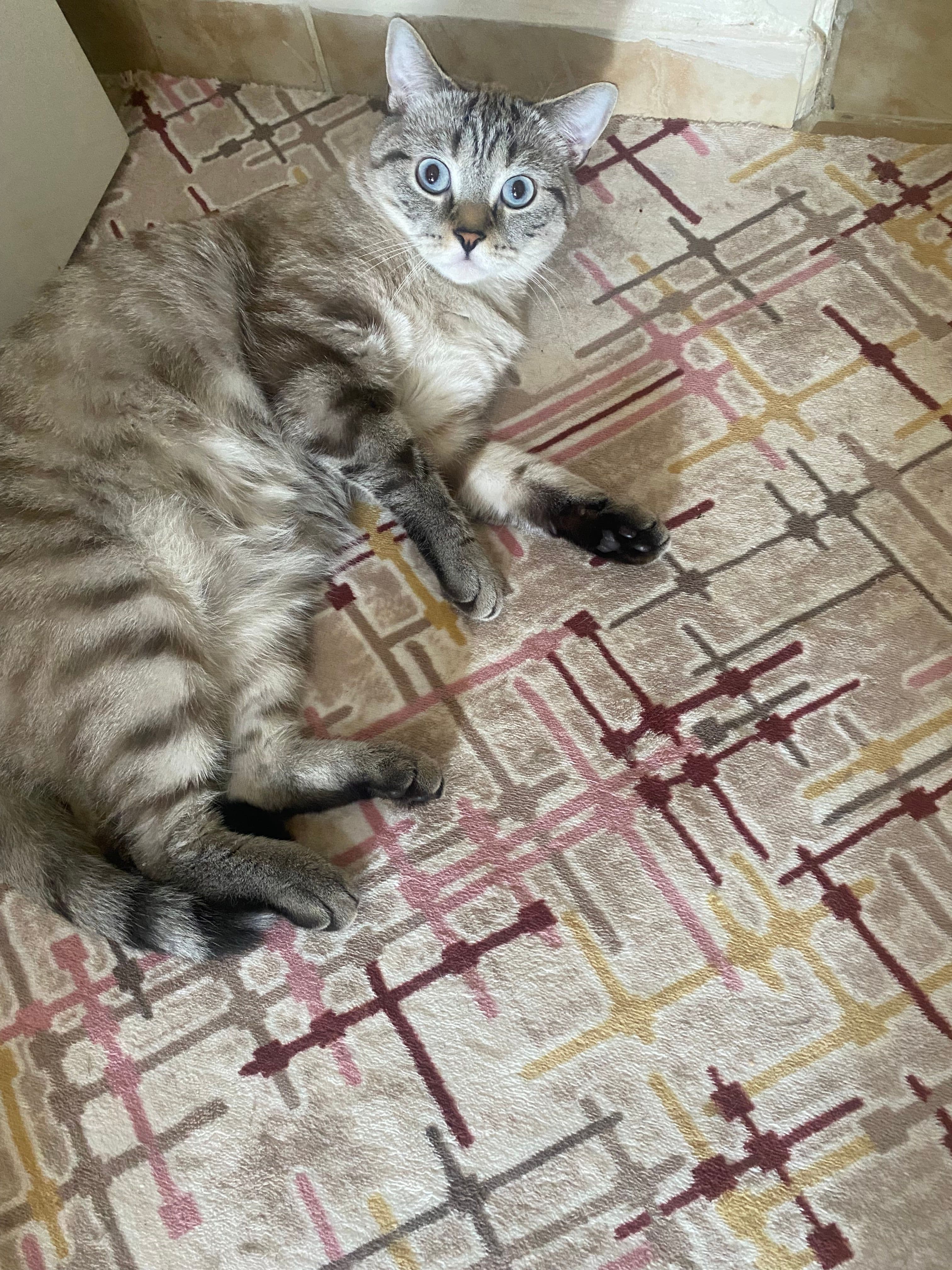 Uslu yavrularıma sevilecekleri bir aile arıyorum, British Shorthair Kedi, Beylikdüzü / İstanbul