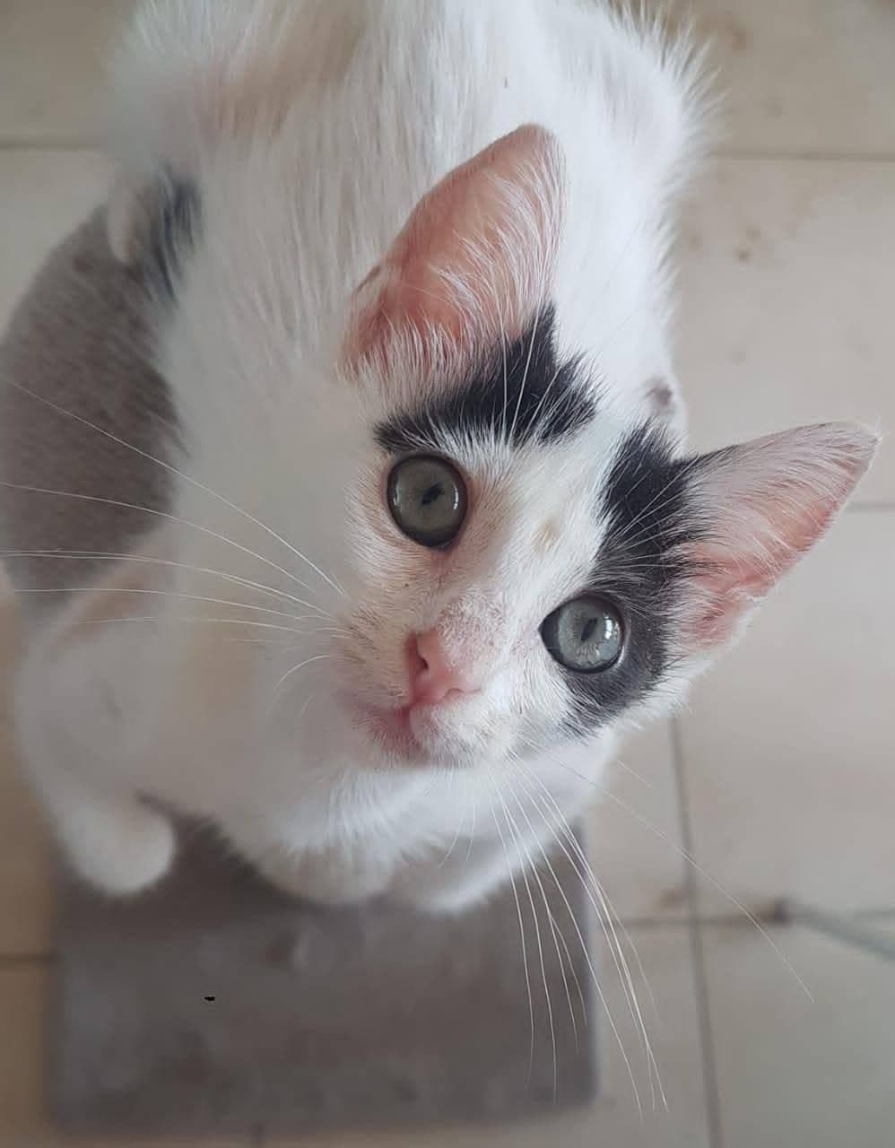 Siyah beyaz benekli küçük yavru kediye bakacak birini arıyoruz - Melez Kedi - İstanbul