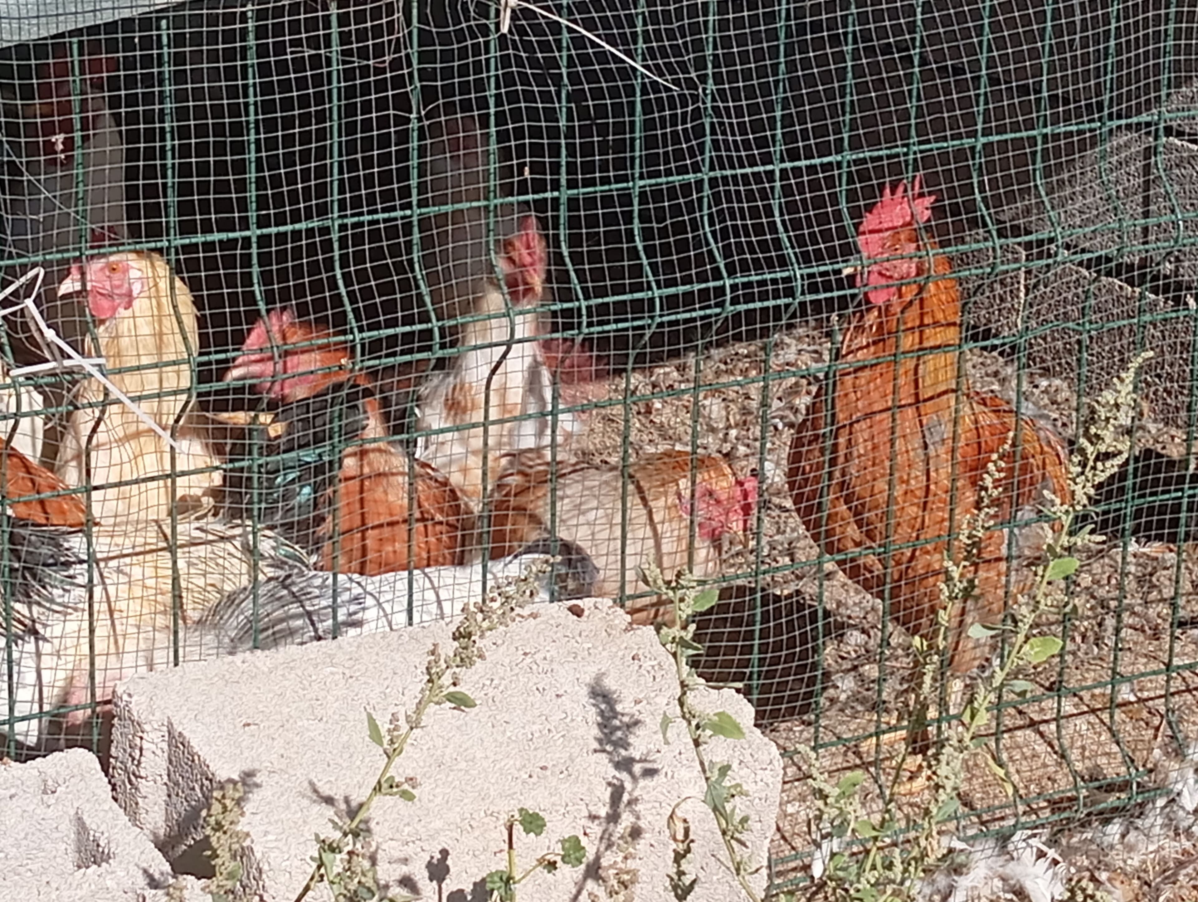 Sahibinden  satılık köy tavuğu horozu, Karışık Tavuk & Horoz, Bor / Niğde
