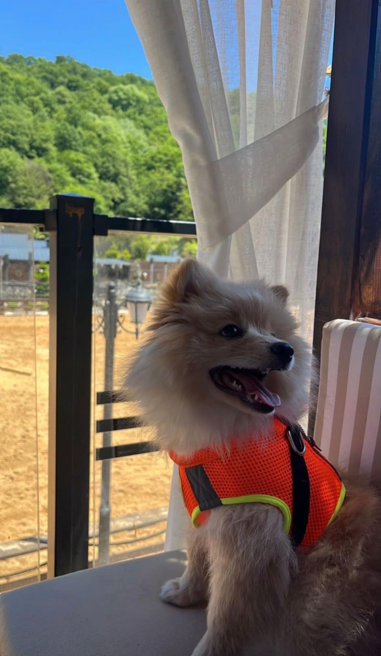 Tilki surat boo yuva arıyor, Pomeranian Köpek, Çorlu / Tekirdağ