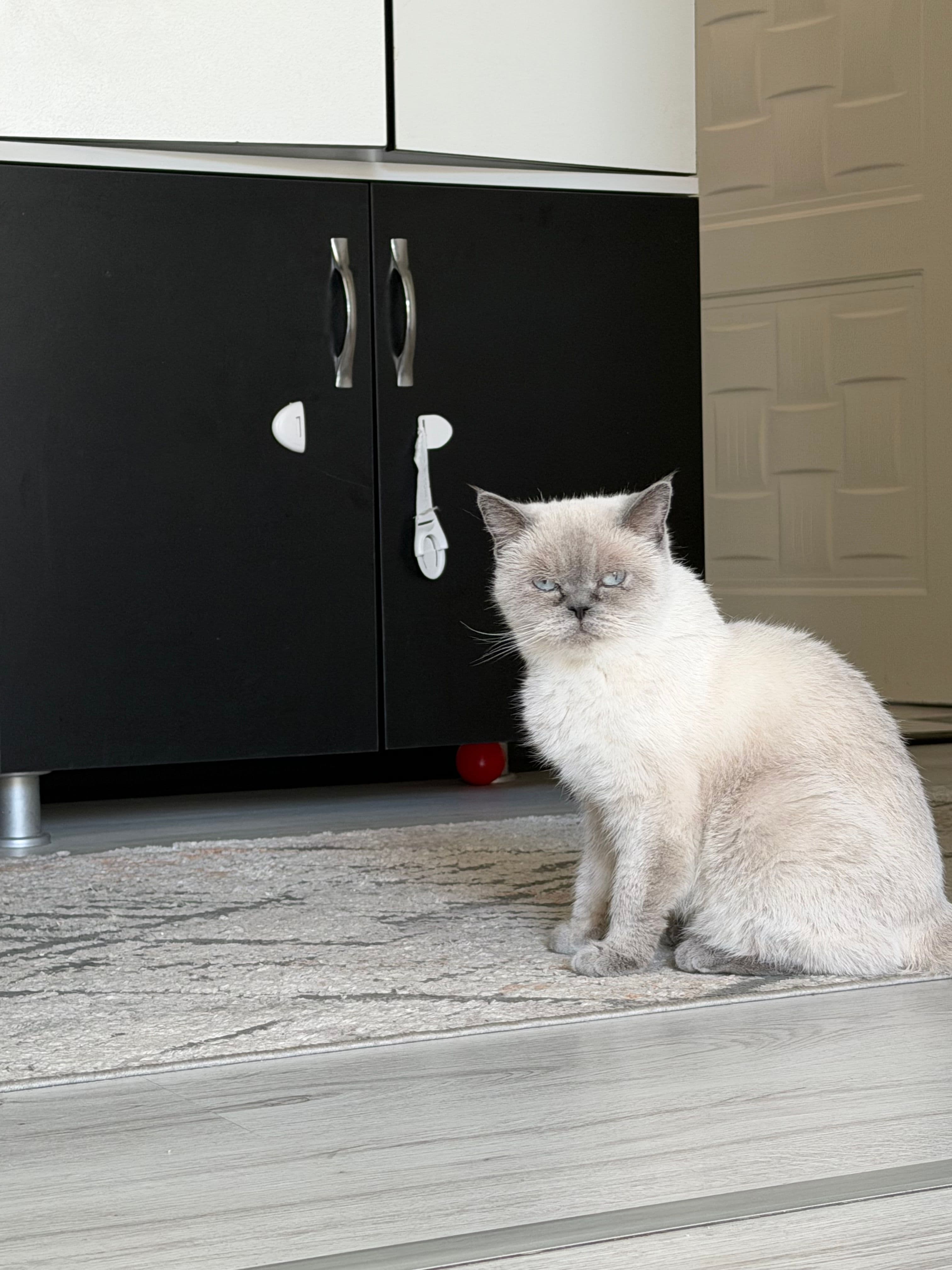 Pamuk kedimize ömürlük yuva, British Shorthair Kedi, Osmangazi / Bursa