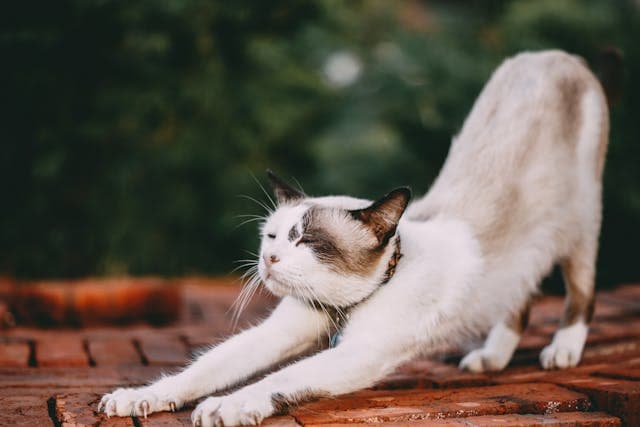 Sahiplendirme — Scottish Fold