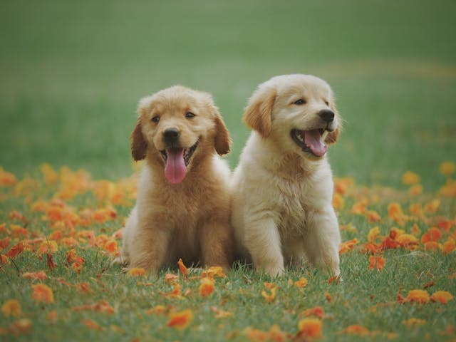 Köpek Eğitim Seti — Tasma ve Ağızlık