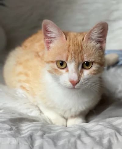 Sarı-Beyaz Erkek Kedi - Ücretsiz Sahiplendirme - Tekir Kedi - Sinop