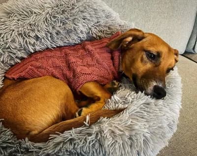 Sosis Melezi Minik Dostumuz Sahiplendirilecektir - Köpek - Kayseri