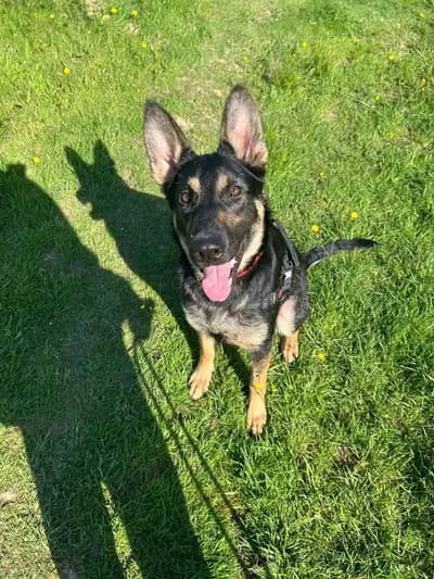Apartman değişikliği nedeniyle can dostuma bahçeli/uygun yuva arıyorum - Alman Çoban (Alman Kurdu) Köpek - Konya
