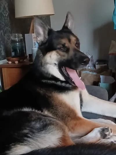(Alman Çoban Köpeği) - Alman Çoban (Alman Kurdu) Köpek - Çankırı