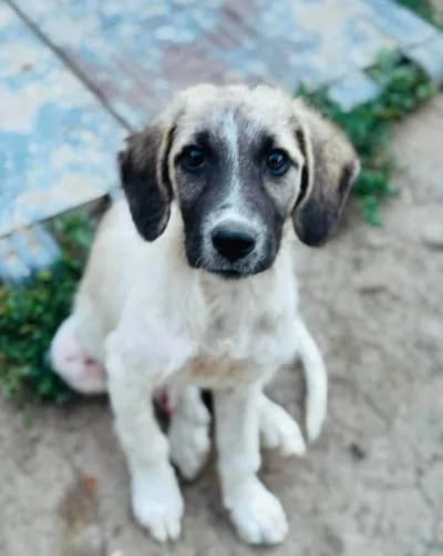 Bu Masum Yavruya Acilen Yuva Lazım - Kangal Köpek - Aksaray