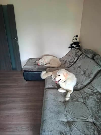 Ev Yaşamına Tam Uyumlu, Eğitimli & Sosyal Can Dostlarımız - Melez Köpek - Kırıkkale