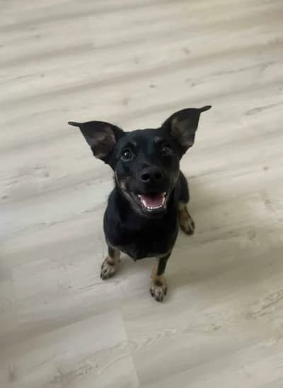 Sokağa/Dışarıya Verilemez, Zamanımız Azaldı! - Pinscher Köpek - İstanbul