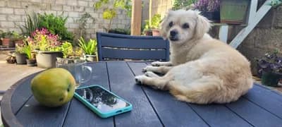 Krem Rengi Küçük Boy Sevimli Dostumuz, Karışık / Melez Köpek, Hamamözü / Amasya