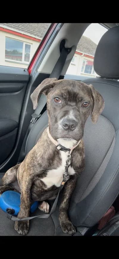 Enerjisine yetişemediğimiz kaplan desenli yavrumuz, Boxer Köpek, Gümüşhacıköy / Amasya
