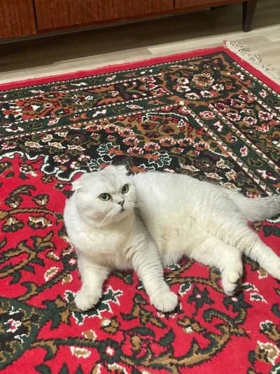 Göz Alıcı Tüy Yapısıyla Scottish Fold Silver Shaded - Yuva Arayışı, Scottish Fold Kedi, Bakırköy / İstanbul
