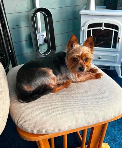 Ev Kurallarına Alışkın Minik Kızımıza Sorumluluk Sahibi Bir Aile Arıyoruz - Terrier (Yorkshire) Köpek - Çankırı