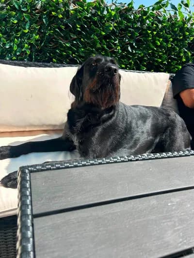 2. Yaşına Birlikte Gireceğiniz Karizmatik Sakallı Oğlumuz, Schnauzer Köpek, Demirköy / Kırklareli