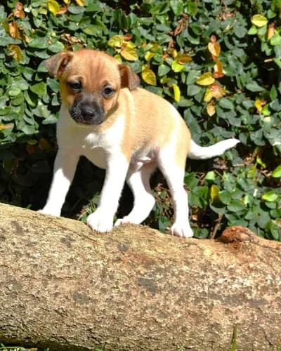 Oyuncu Terrier Yavru, Terrier Köpek, Sarıyer / İstanbul