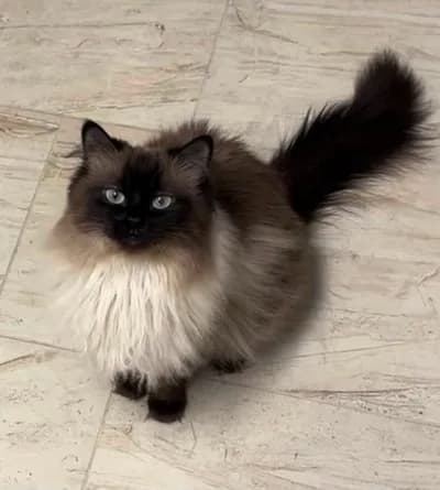 Kucak Sevdalısı Asil Himalayan/Ragdoll Oğlumuz - ÜCRETSİZ Yuvalandırma - Ragdoll Kedi - Karabük