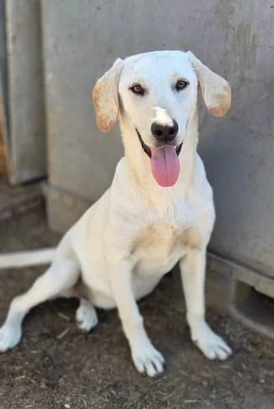Bu Gülen Yüze Yuva Olur Musunuz? 😊✨ - Labrador Retriever Köpek - İzmir