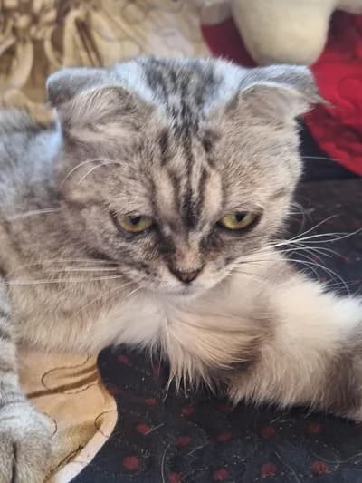 Evimizin Uysal Üyesi Scottish Fold Silver Tabby - Sahiplendirme - Scottish Fold Kedi - Nevşehir