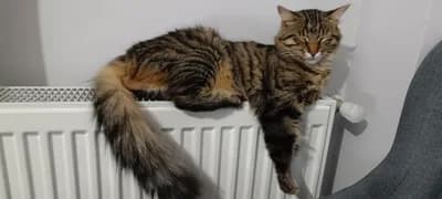 Bir Mucizeye Yuva Olmak İster misiniz? - Tekir Kedi - İstanbul