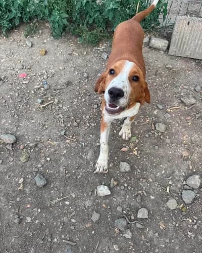 Koca Kulaklı Güler Yüzlü Dostumuz Yuva Arıyor - Beagle Köpek - İstanbul