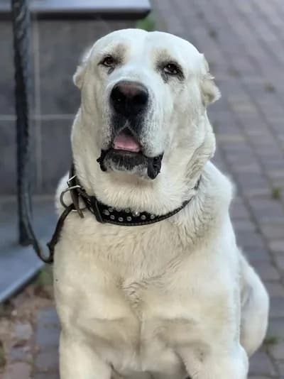 Heybetli Safkan Beyaz Alabay, Alabay Köpek, Şarkışla / Sivas