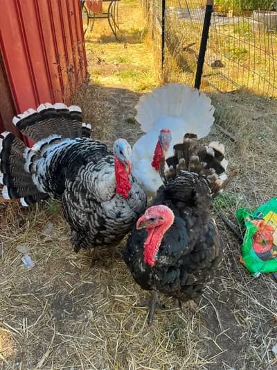 Besili ve İri Boy Damızlık Hindi / Fiyatlı Satılıktır! 🦃🌾 - Broad Breasted White Hindi - Tunceli